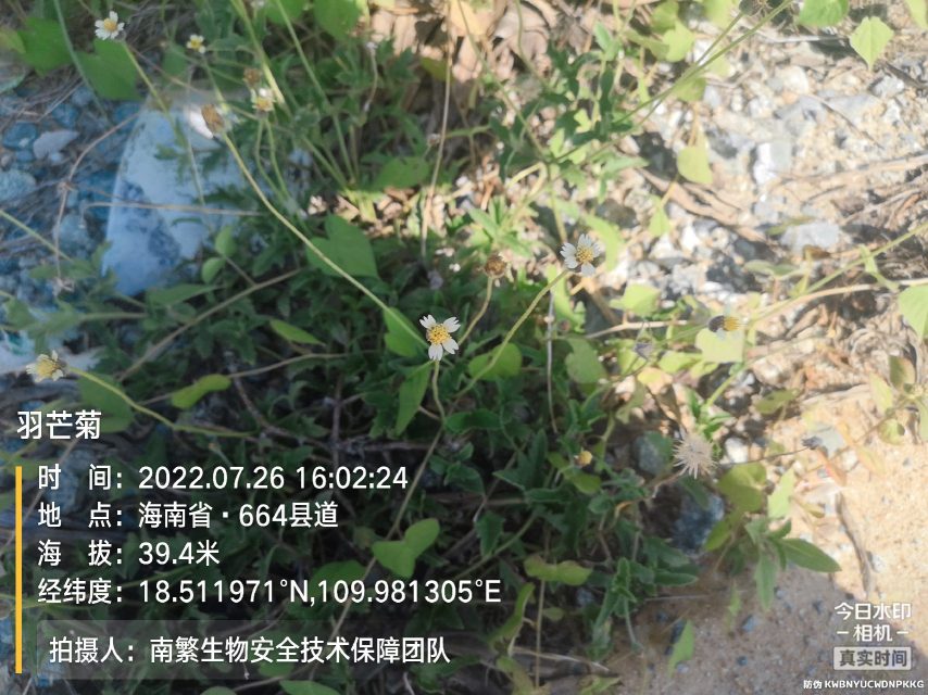 羽芒菊