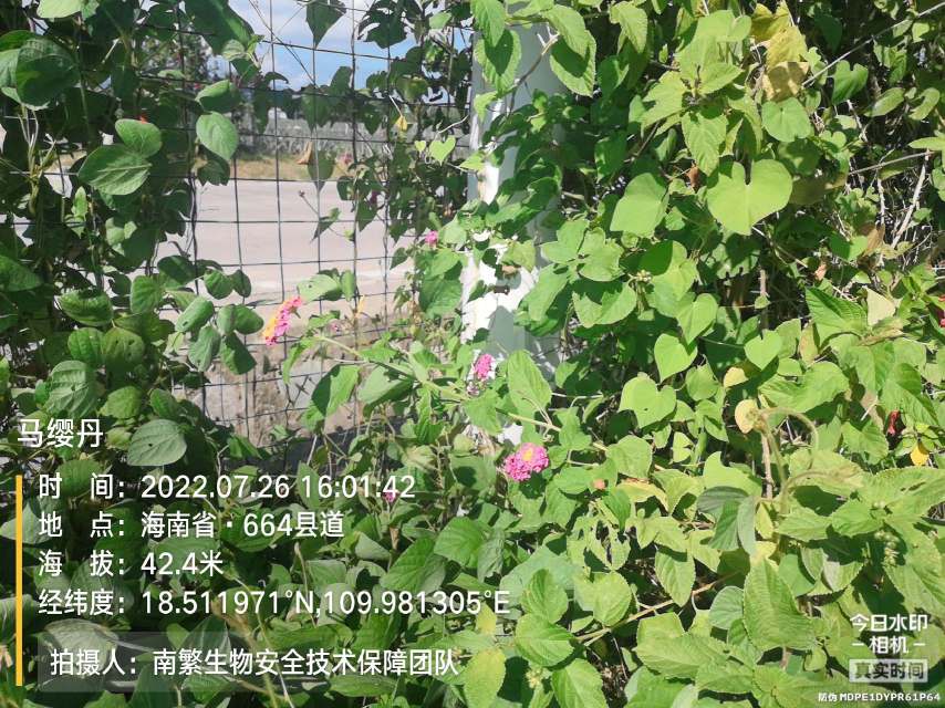 马缨丹