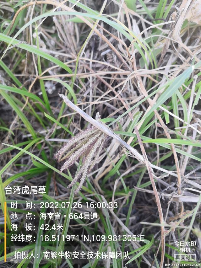 台湾虎尾草