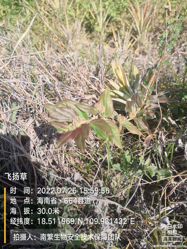 飞扬草
