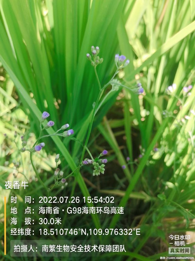 夜香牛