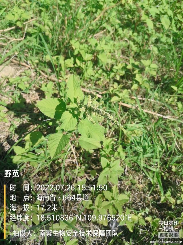 野苋