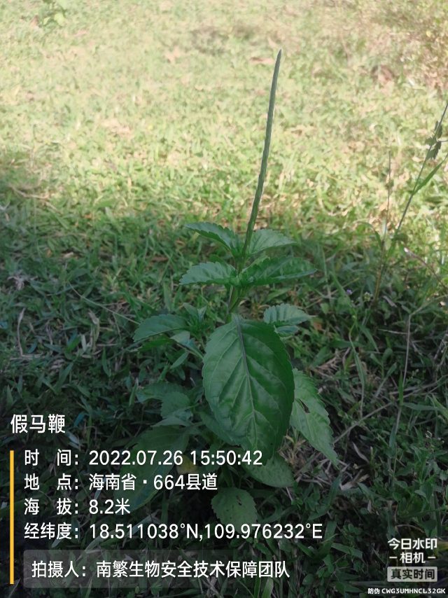 假马鞭