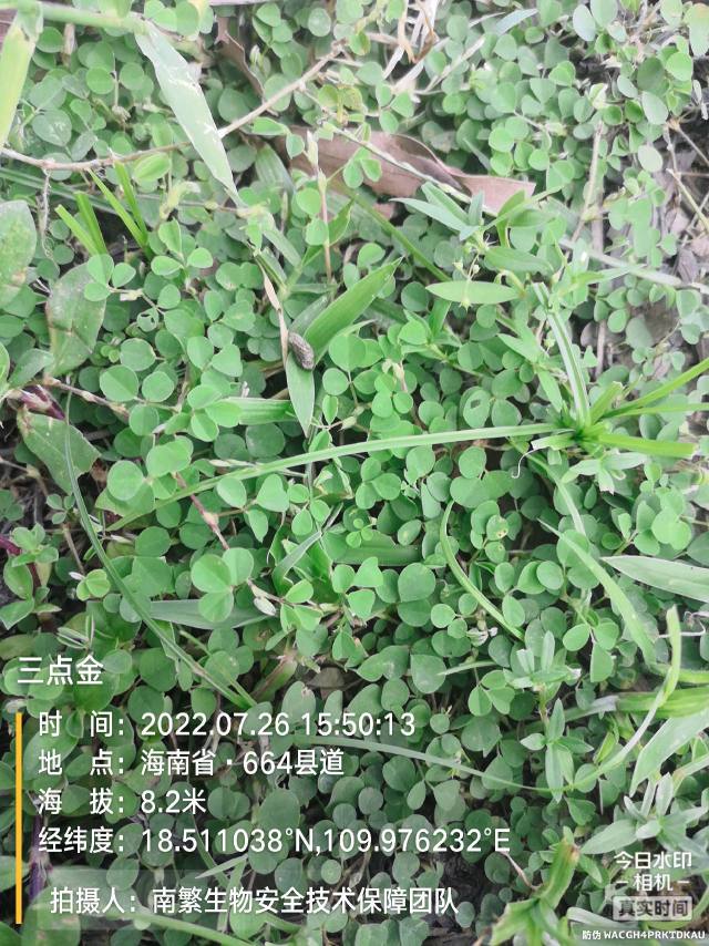 三点金