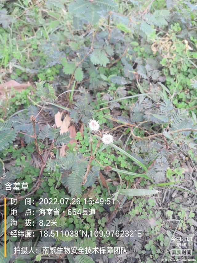 含羞草