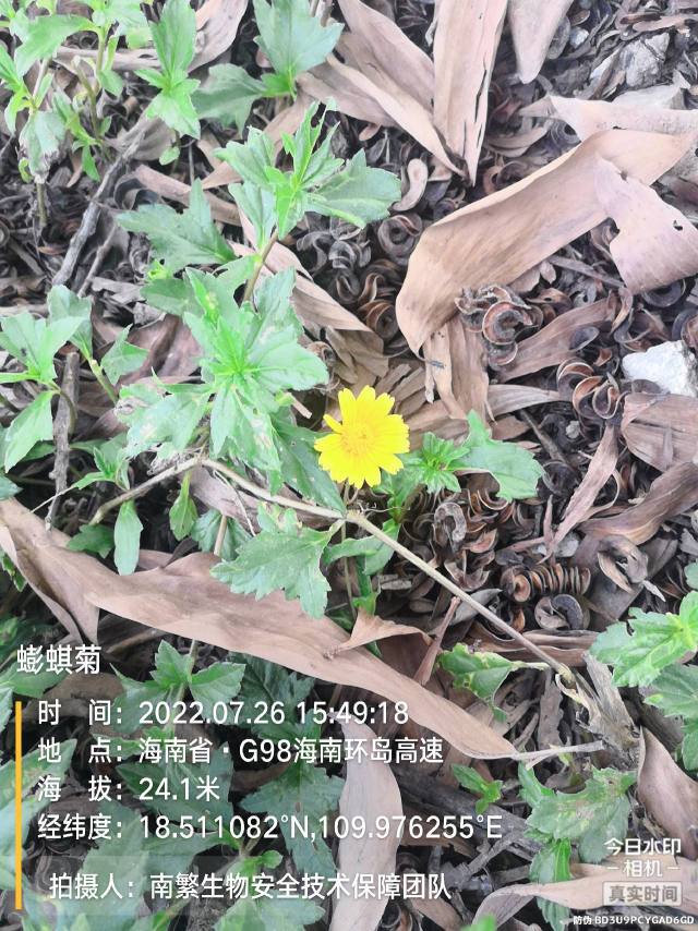 蟛蜞菊