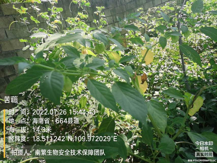 苦蘵