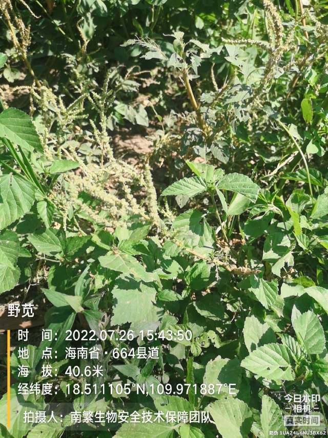 野苋