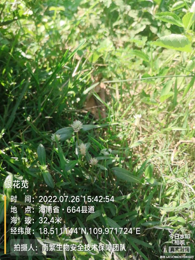 银花苋