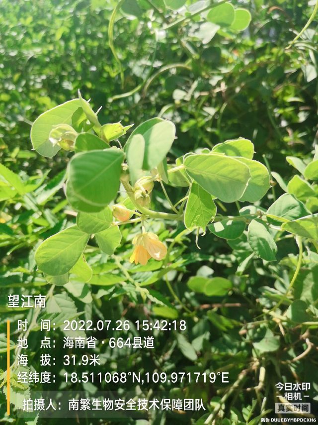 望江南