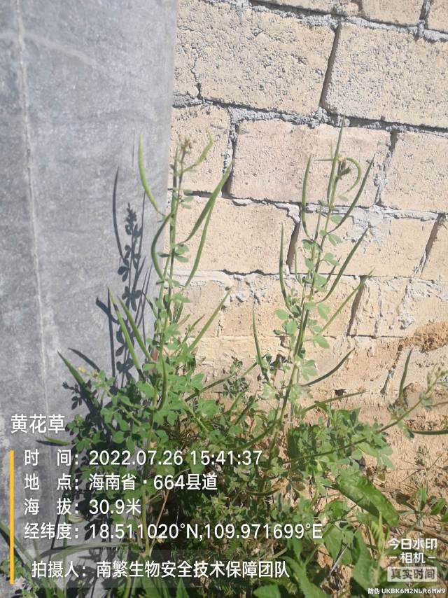 黄花草