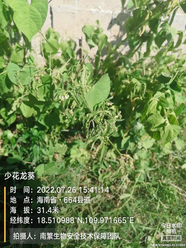 少花龙葵