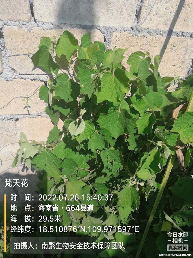 梵天花