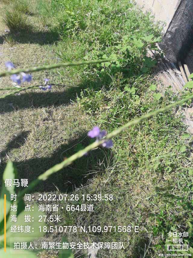 假马鞭