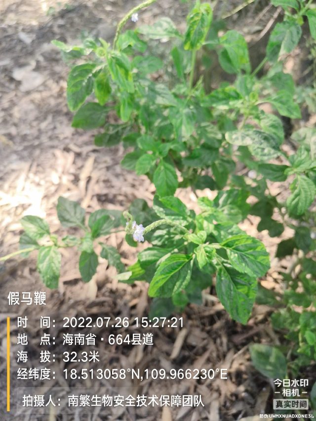 假马鞭
