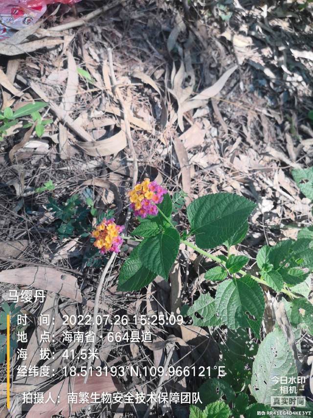 马缨丹