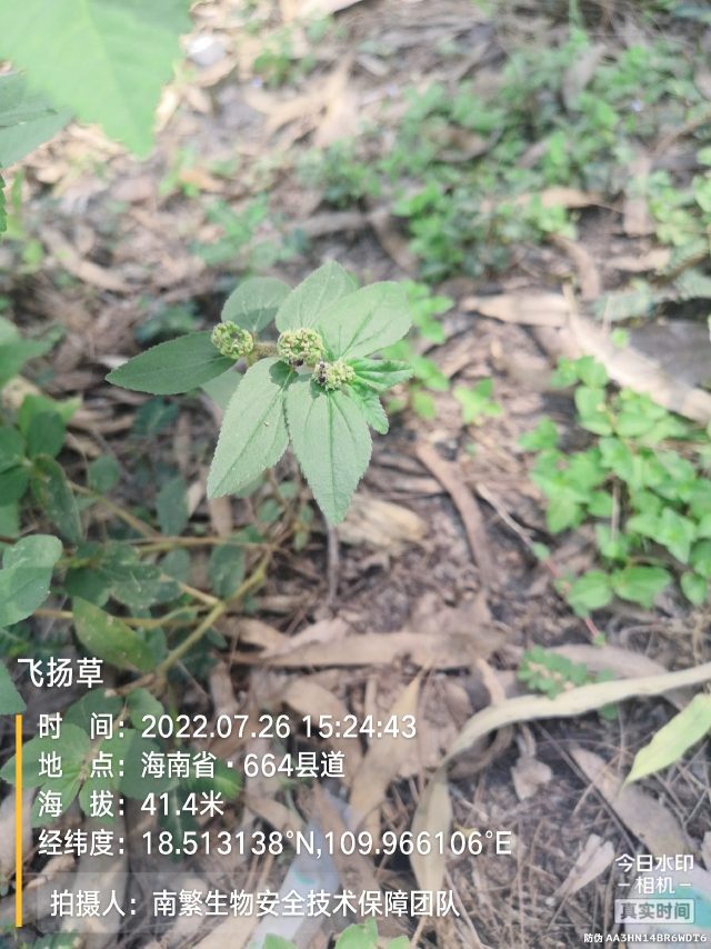 飞扬草