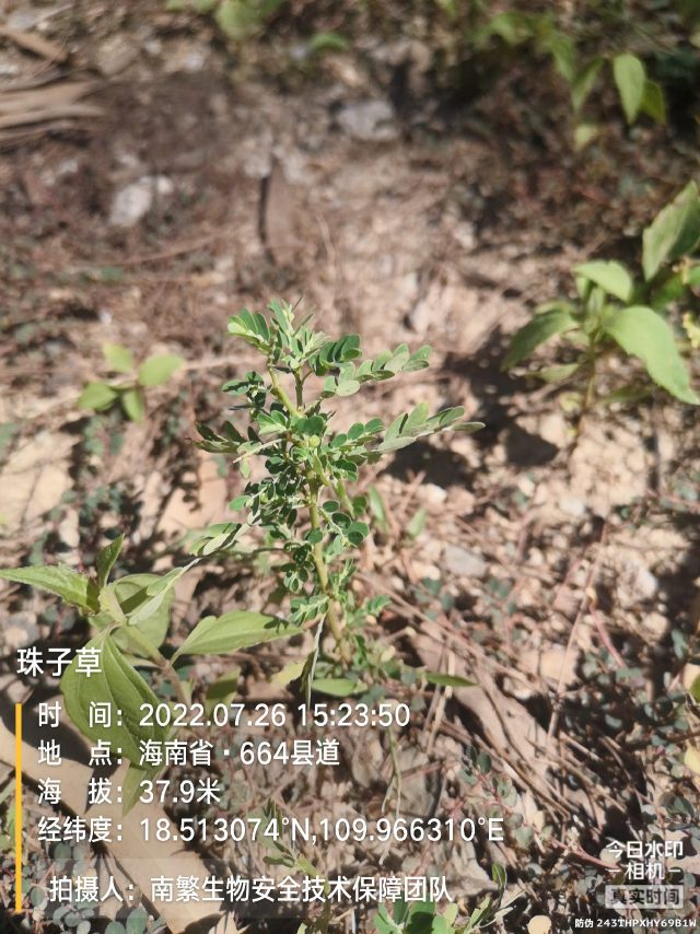 珠子草