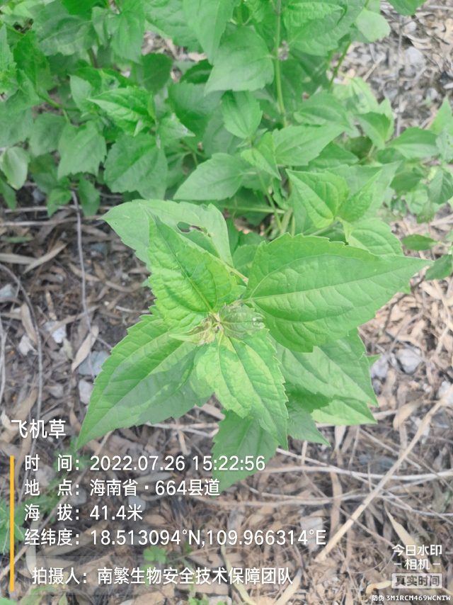 飞机草