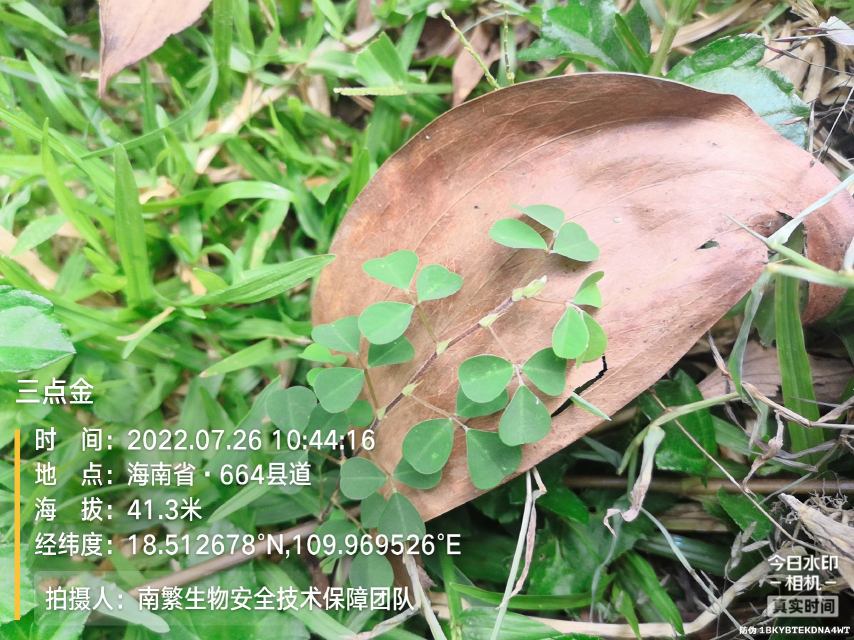 三点金