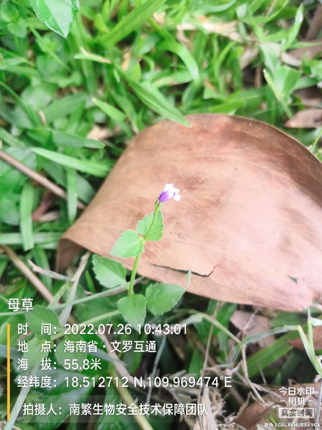 母草