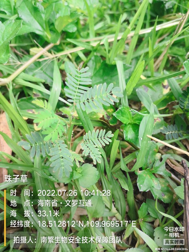 珠子草