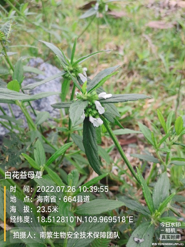 白花益母草
