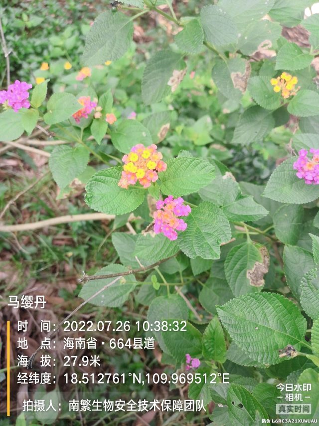 马缨丹