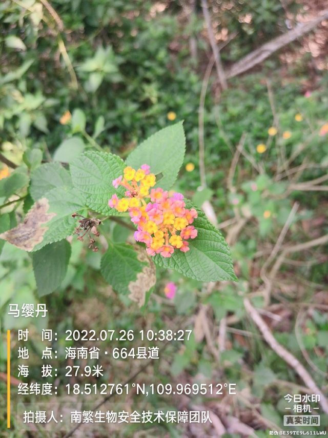 马缨丹