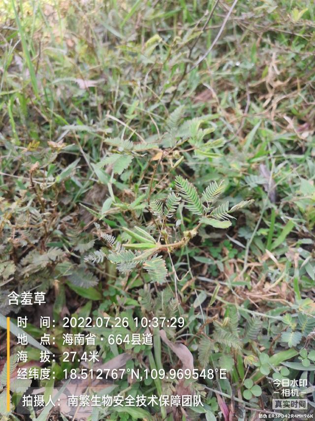 含羞草
