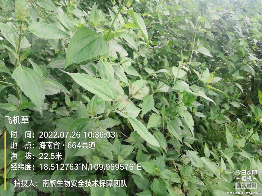 飞机草