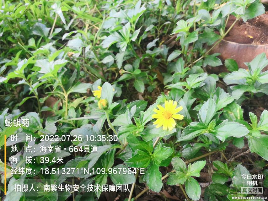 蟛蜞菊