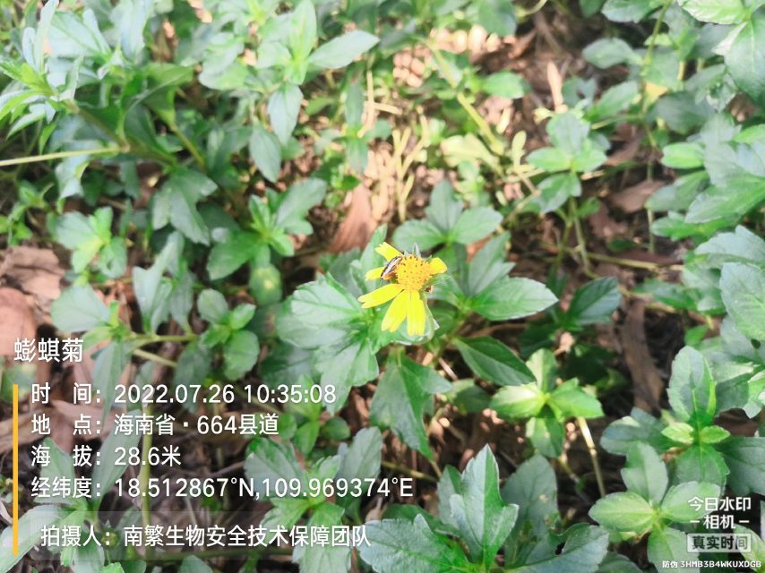 蟛蜞菊