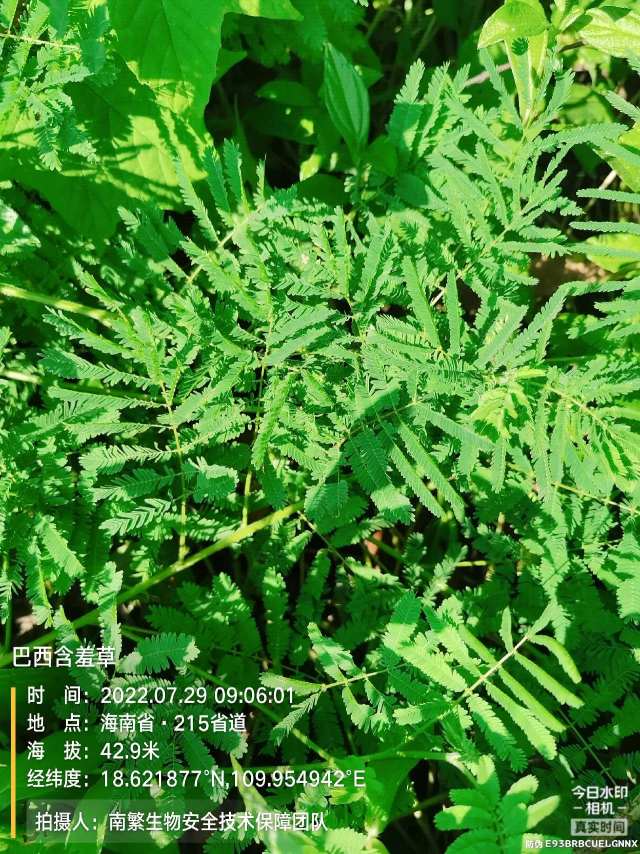 巴西含羞草