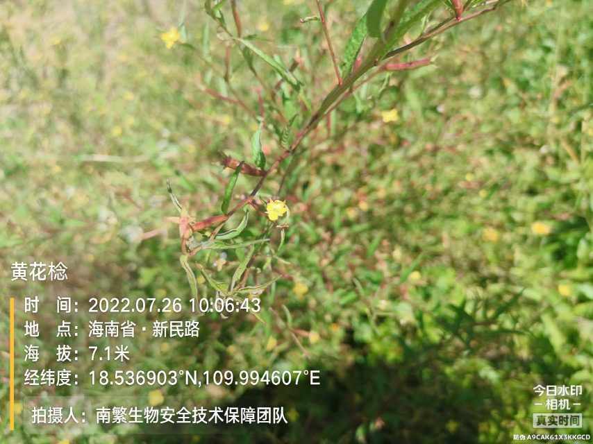黄花棯