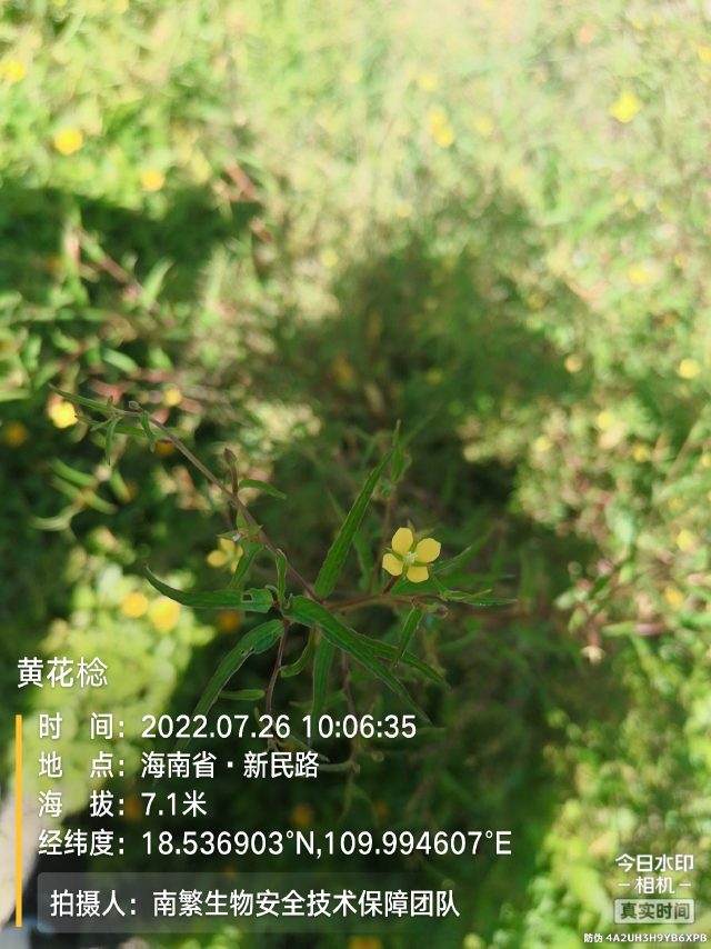 黄花棯