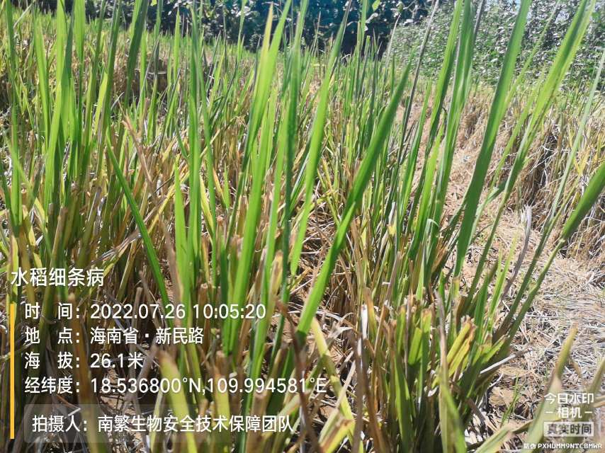 水稻细条病