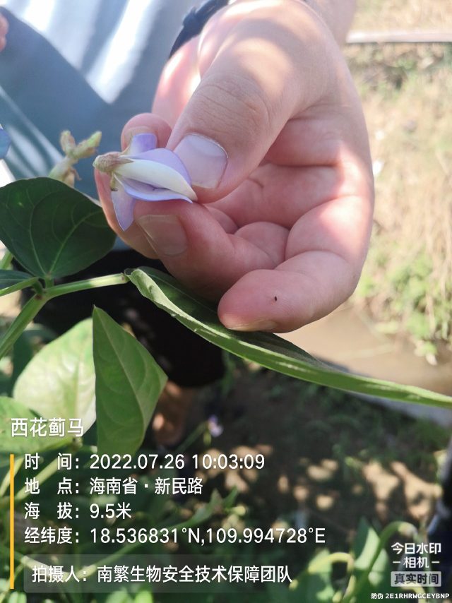 西花蓟马