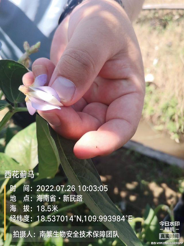 西花蓟马