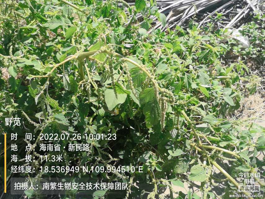 野苋