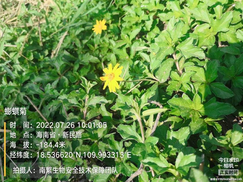 蟛蜞菊