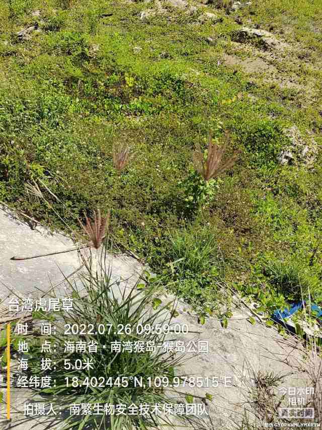 台湾虎尾草
