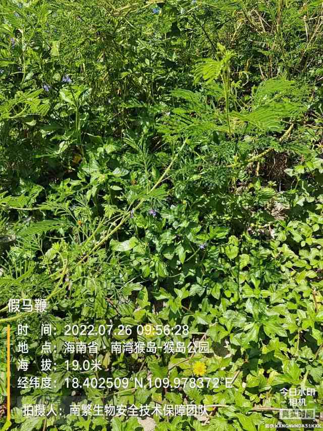 假马鞭