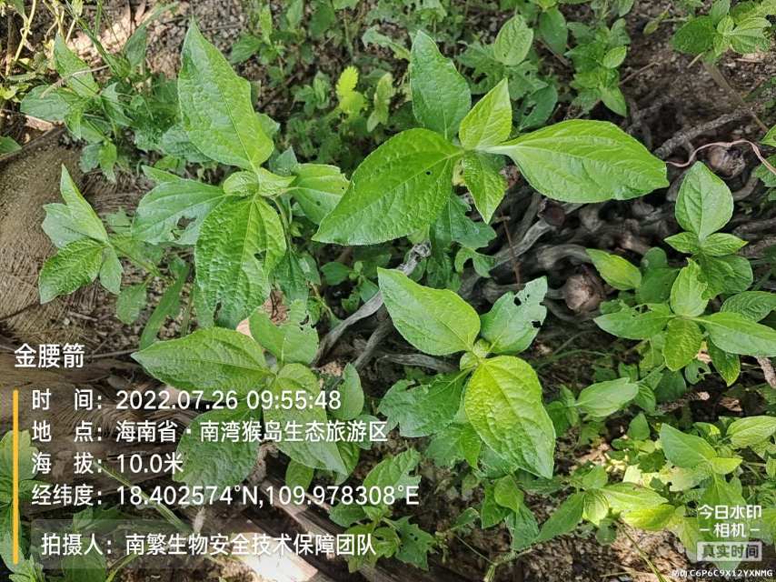 金腰箭