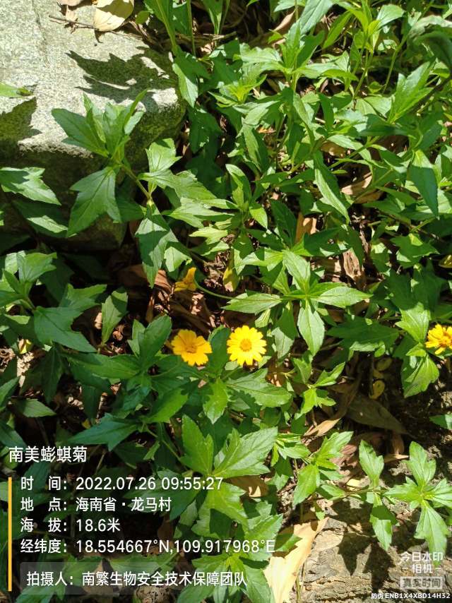 南美蟛蜞菊