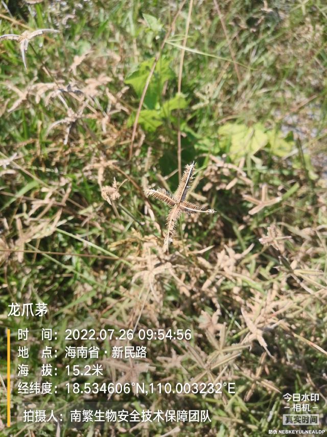 龙爪茅