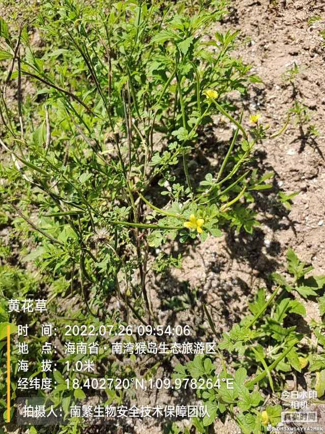 黄花草