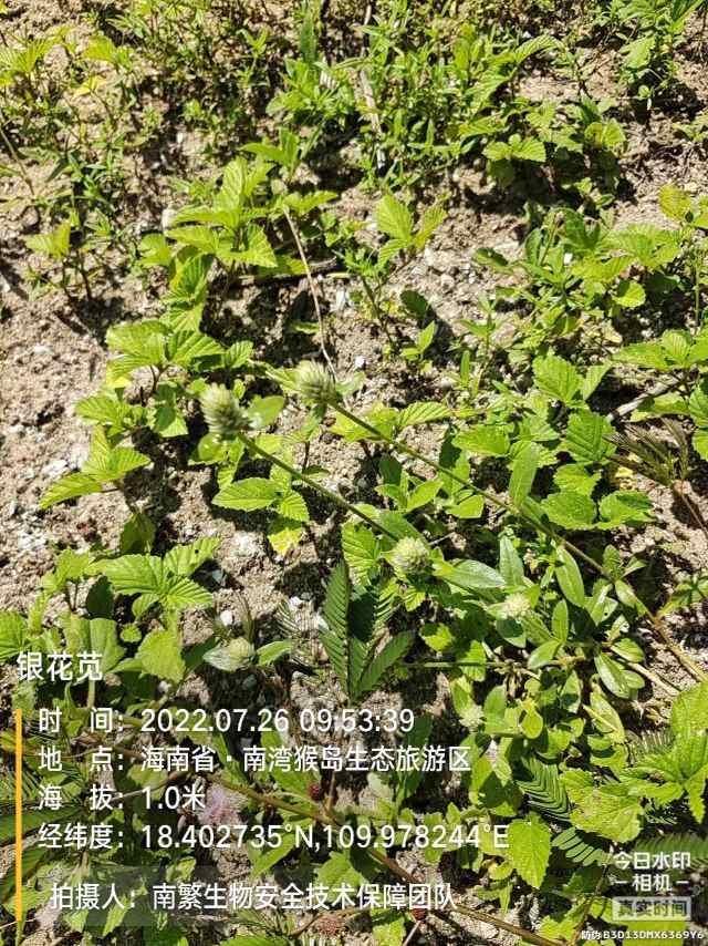 银花苋