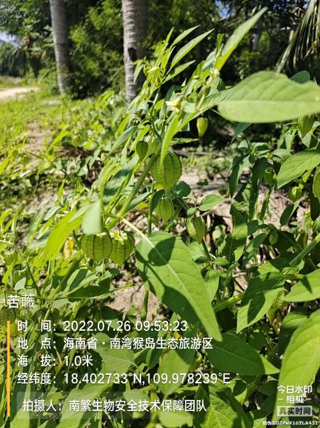 苦蘵