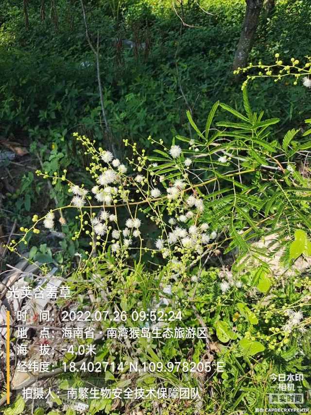 光荚含羞草